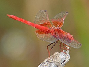 Male Orange-winged Dropwing - Trithemis kirbyi © John Muddeman